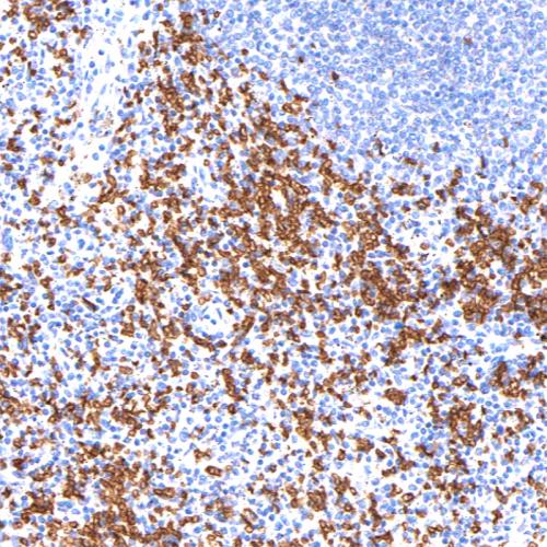 CD235a