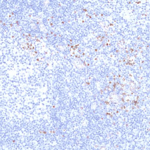 CD123